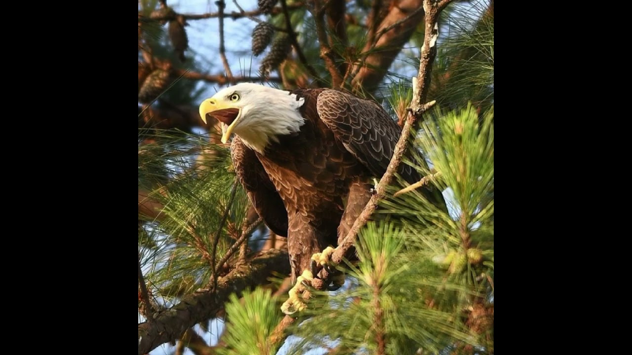 Isaiah:40:31 /Message by Santo k George/