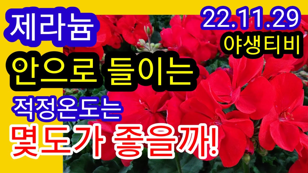 제라늄.안으로 들일 때의 적정온도는 몇도일까?