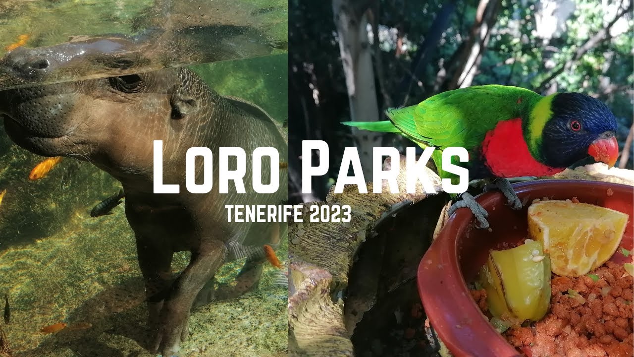 Diena starp dzīvniekiem | Loro Parks, Tenerife