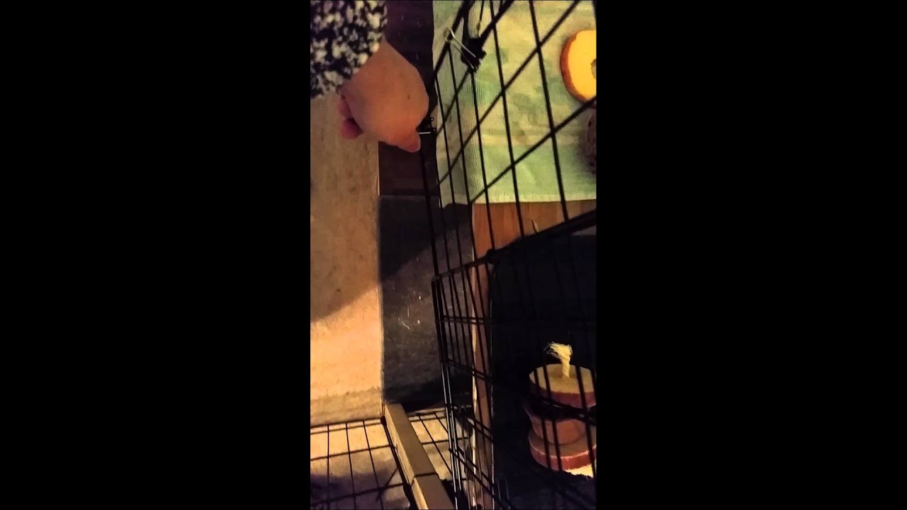 Oreo's new nic rabbit condo