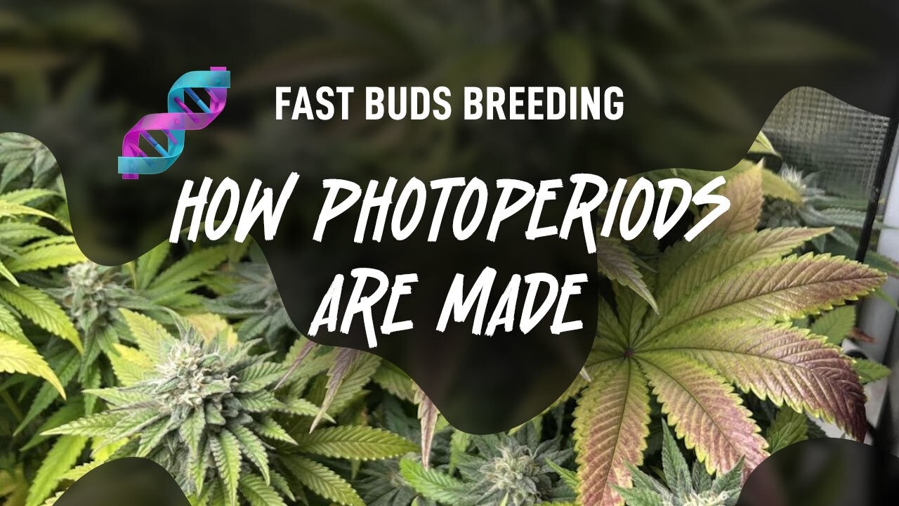 🤫 How Feminized Cannabis Seeds Are Made 🌱 | Inside Fast Buds Breeding HQ 🧬