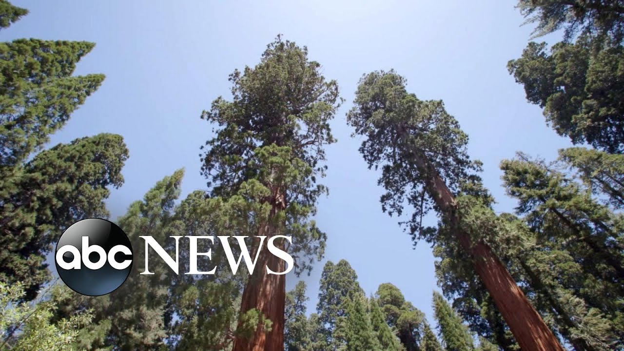 Saving sequoias from wildfires driven by climate change