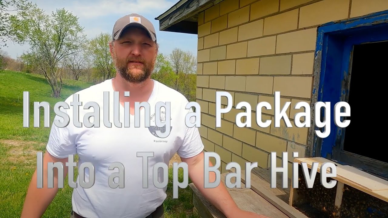 Installing a Package of HoneyBees into Suzi's Top Bar Hive ! !