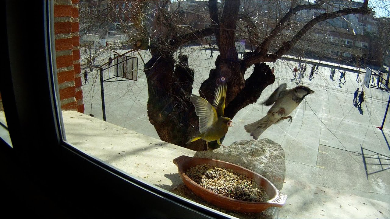 UN COMEDERO PARA PÁJAROS EN MI VENTANA