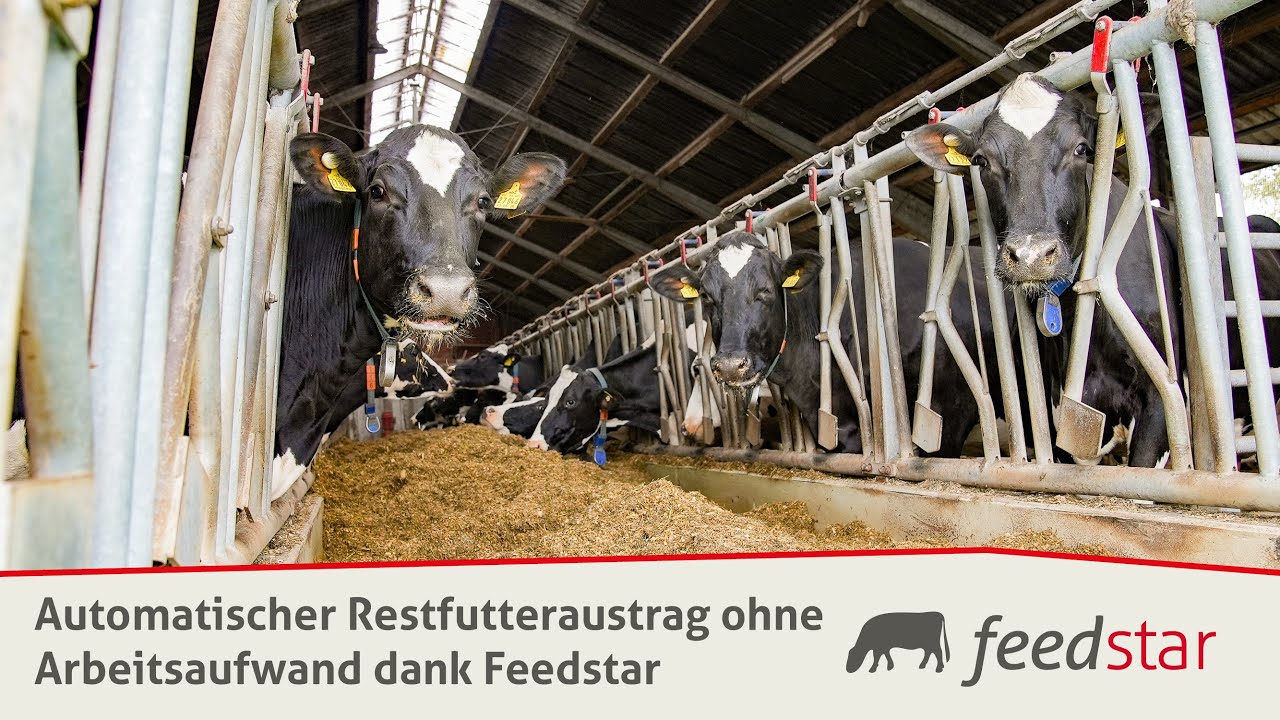 Unkomplizierter Futtertischumbau auf Feedstar Futterband - Betriebsvorstellung Reinink