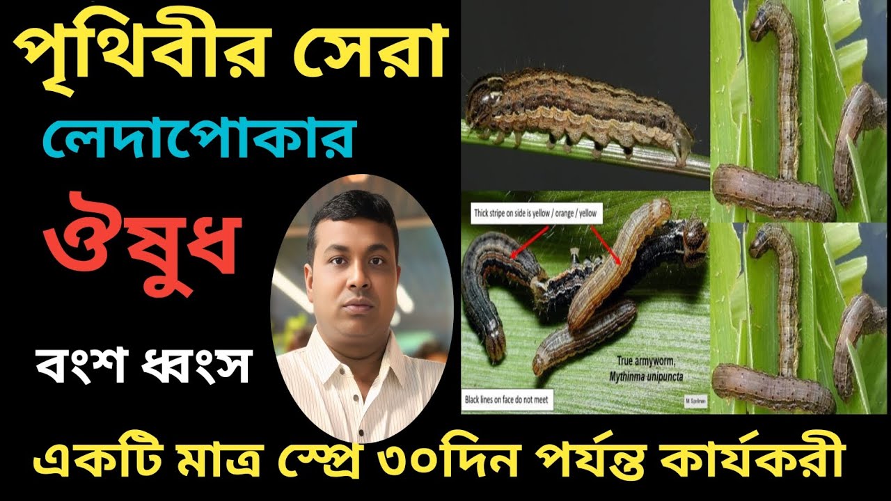 সব ফসলের লেদা পোকা মারার জন্য একটি কীটনাশক স্প্রে করুন 30 দিন পর্যন্ত কার্যকরী 💯❤❤🙏🙏