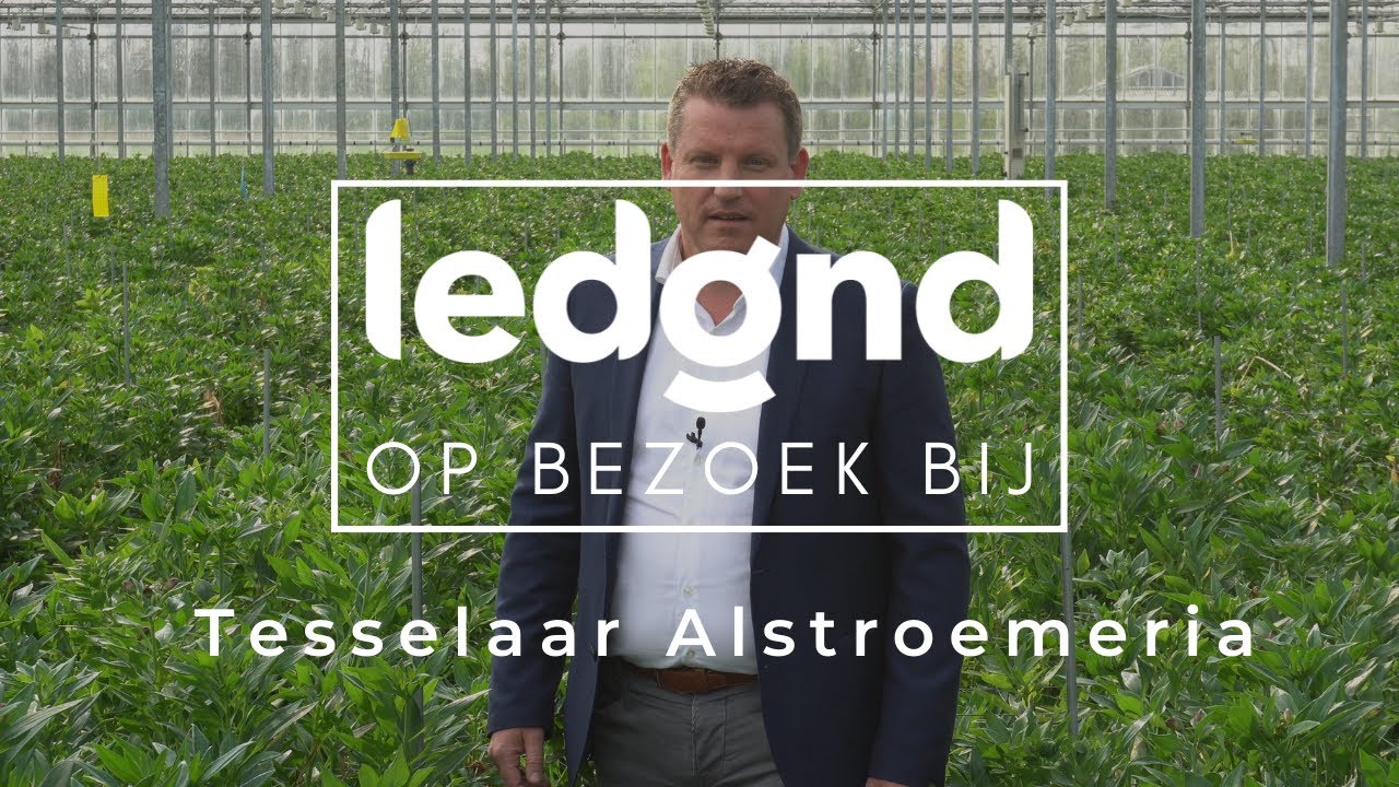 Ledgnd Op Bezoek Bij | Tesselaar Alstroemeria | Aflevering 1