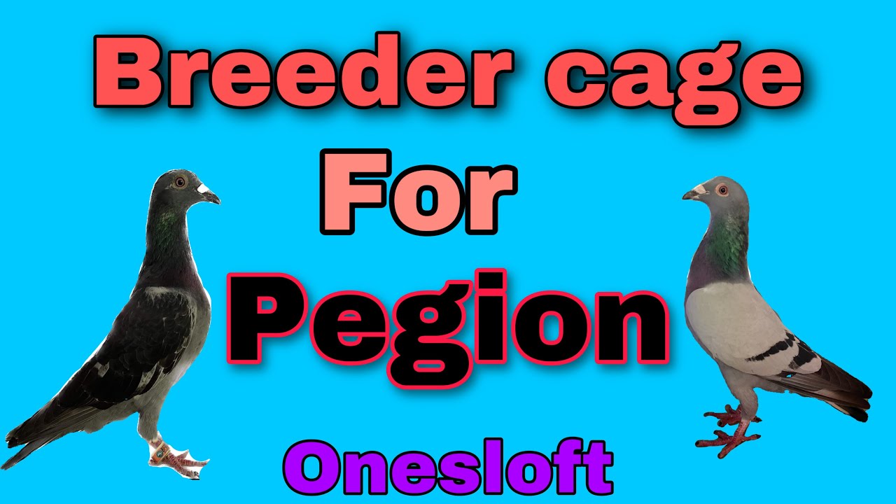 D.I.Y sliding door pegions cage/#onesloft