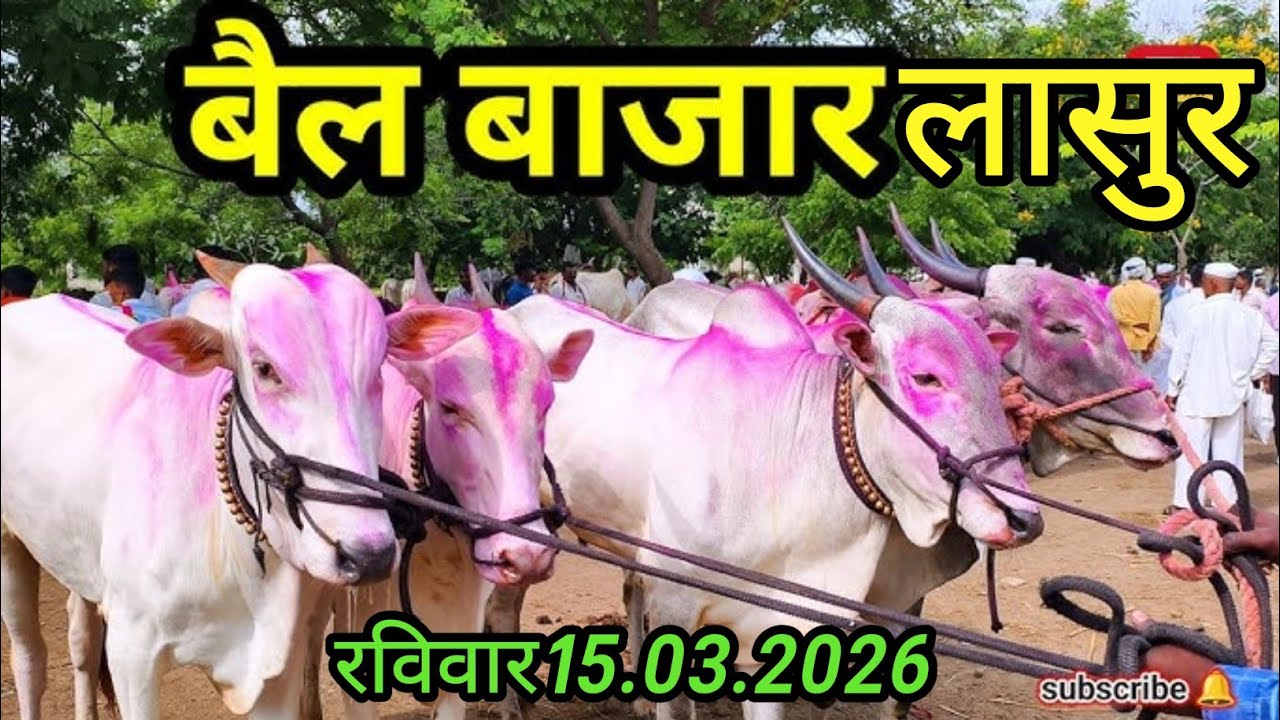 लासुर बैल बाजार|लासुर बैल बाजार व्हिडिओ|अन्वर शेठ आज लासुर मध्ये|lasur bail bajar|bail bazar video|