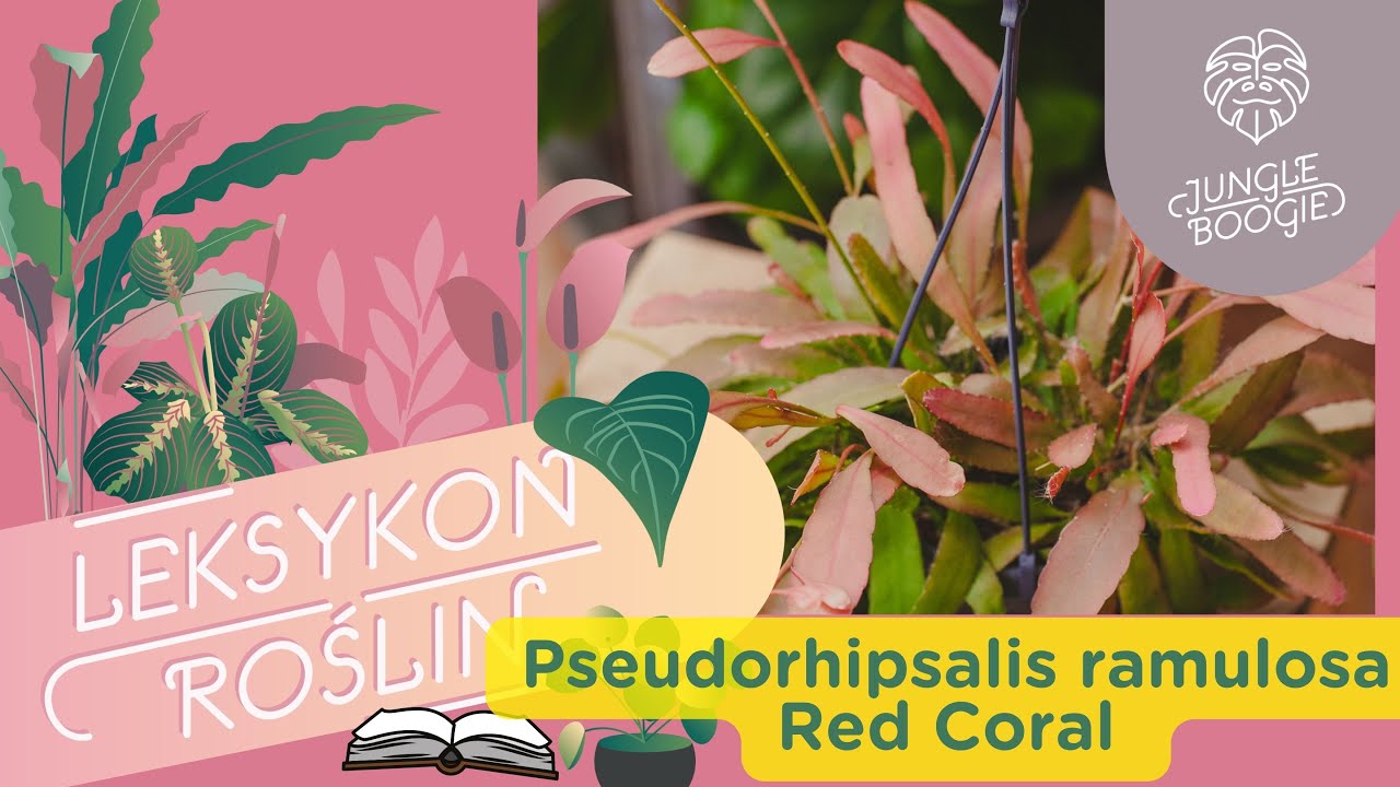 Leksykon roślin - Pseudorhipsalis ramulosa Red Coral - uprawa i pielęgnacja