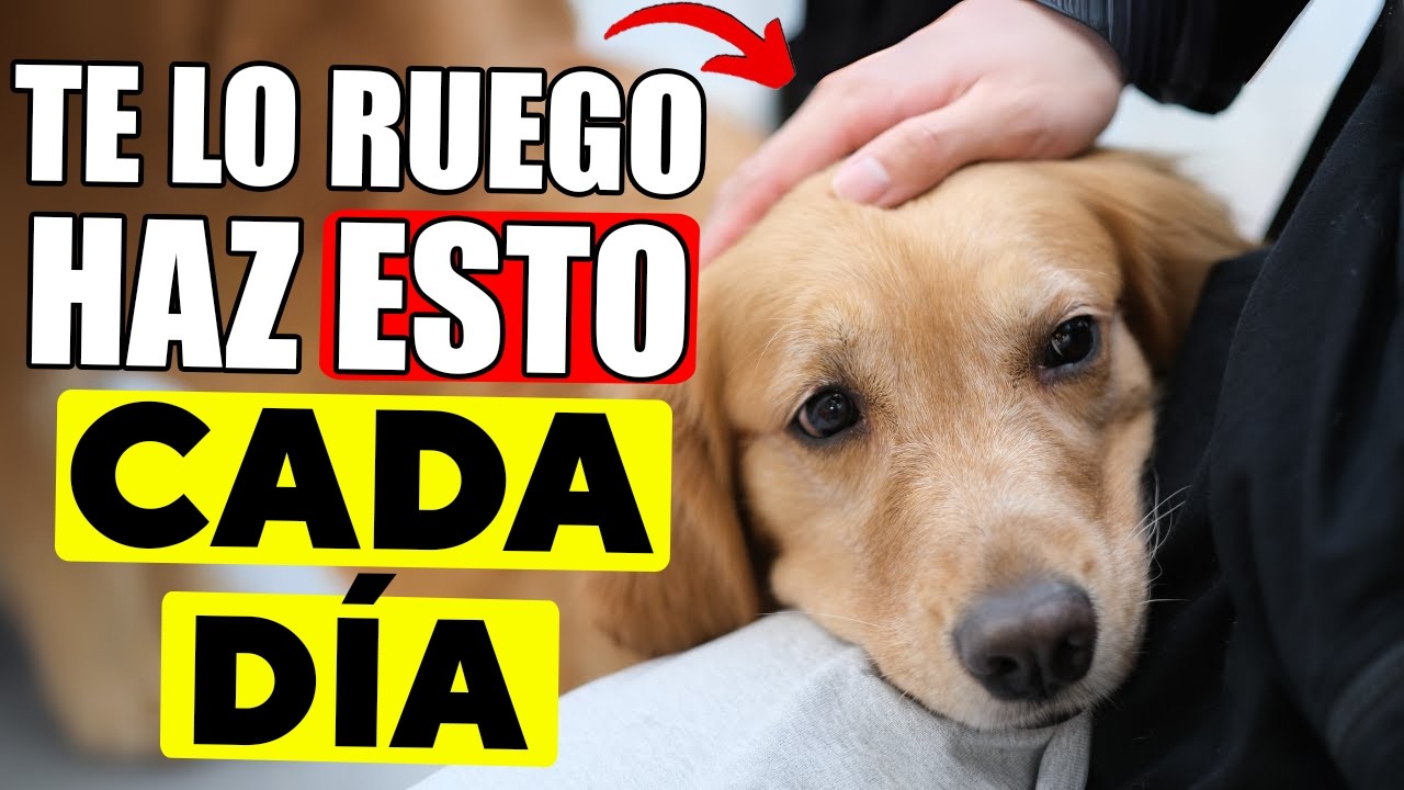 15 cosas que RARAS VECES haces por tu perro (y deberías diario)