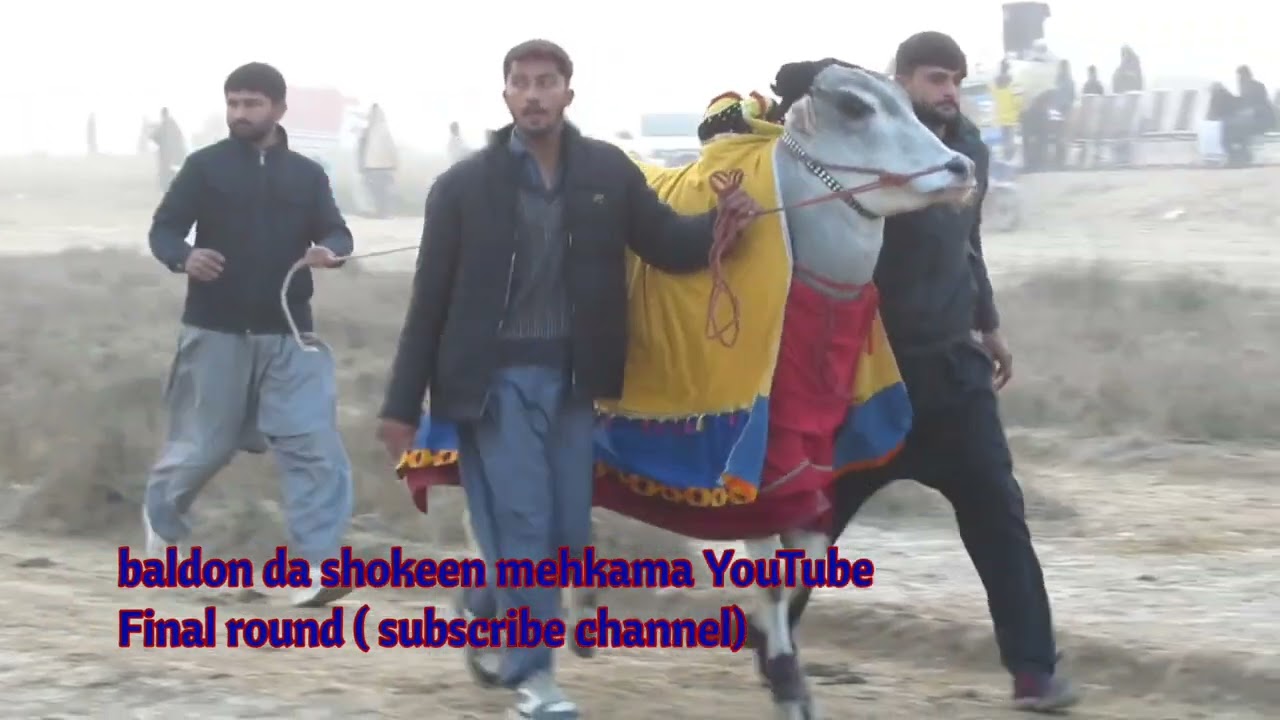 15 January 2026 district Faisalabad khera donda bailgadi race ground 40 Chak styana full video 