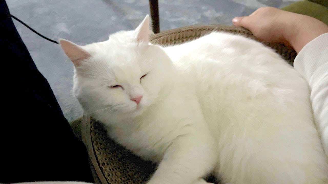 家を映画館にしたら最高に幸せでした…！