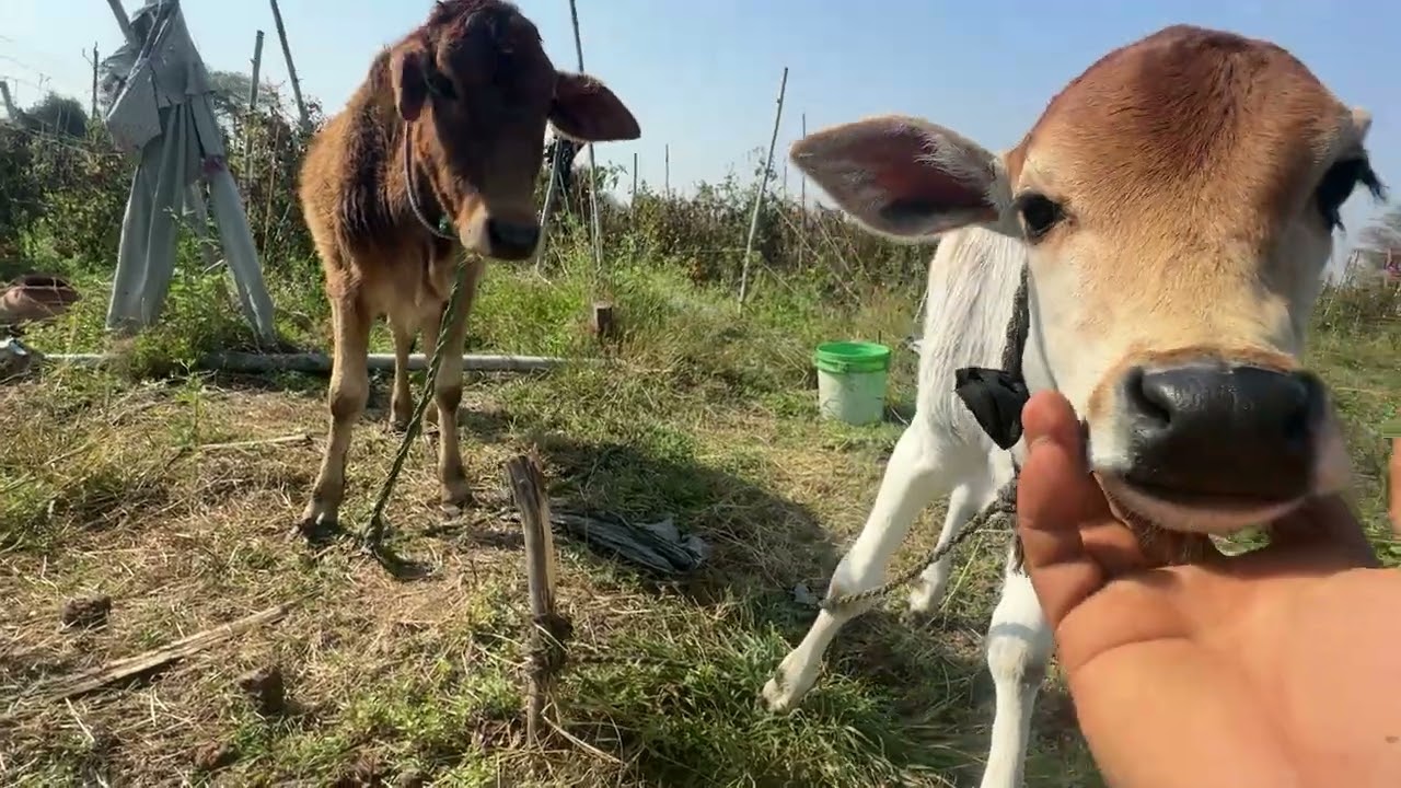 Makrant or tulsi Keith Kh rahi Hai ￼￼ 