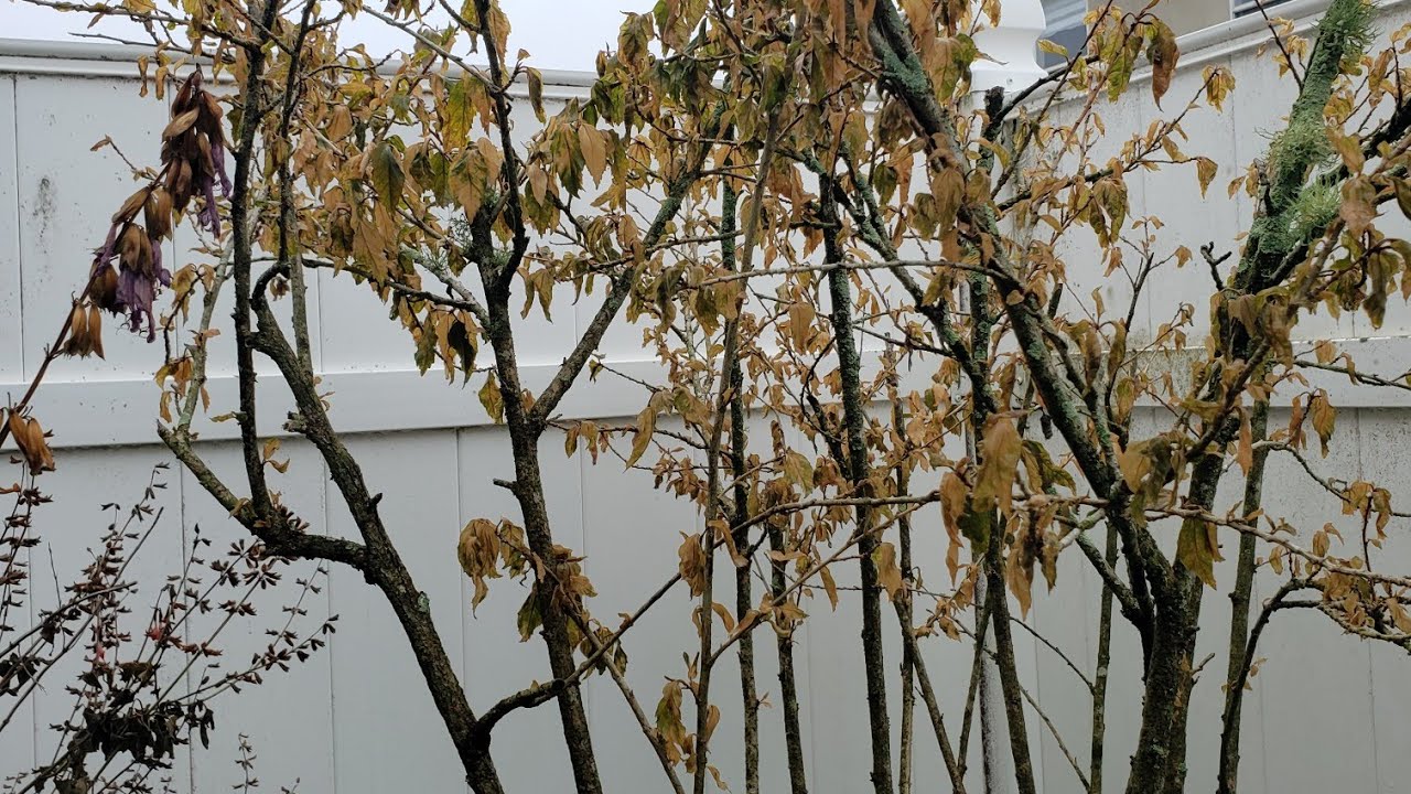 Aftermath of Florida's Insanely Cold Weather 