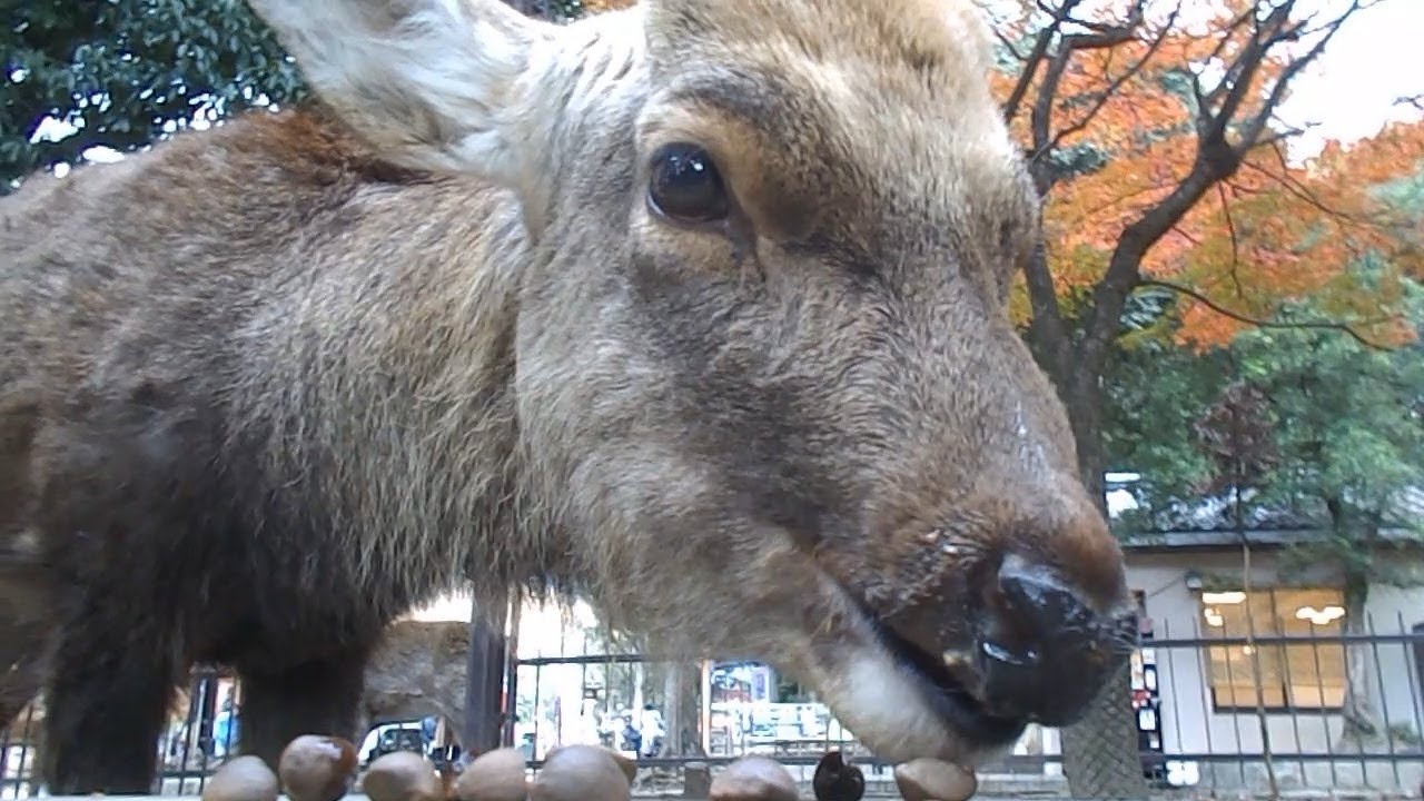 晩秋にツバキの種をあげる　Part２