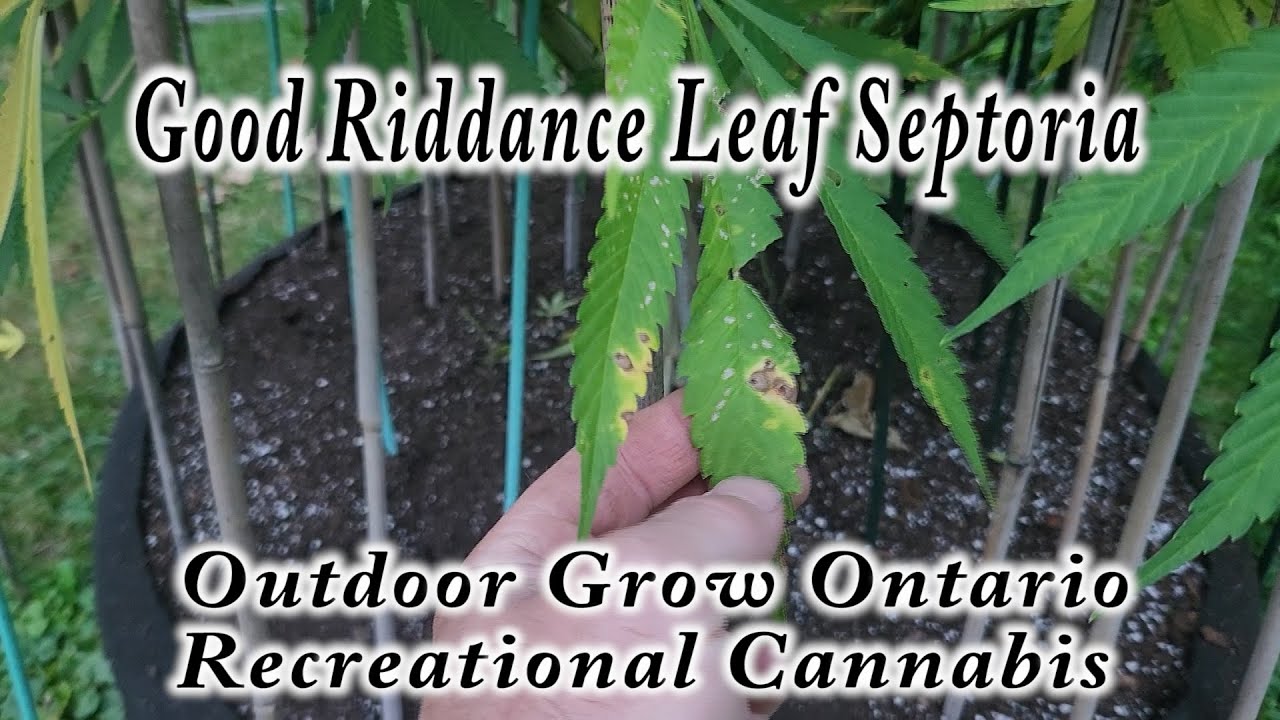 Leaf Septoria is Gone, Finally!  Outdoor Cannabis Grow Ontario. 4 Really Tiny Plants...✔😜
