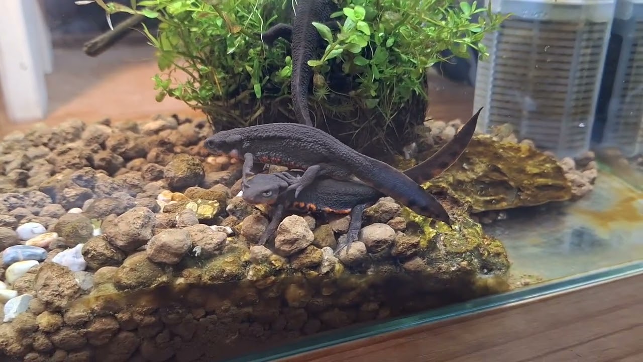 アカハライモリブラザーズ　モリ蔵と茶太郎