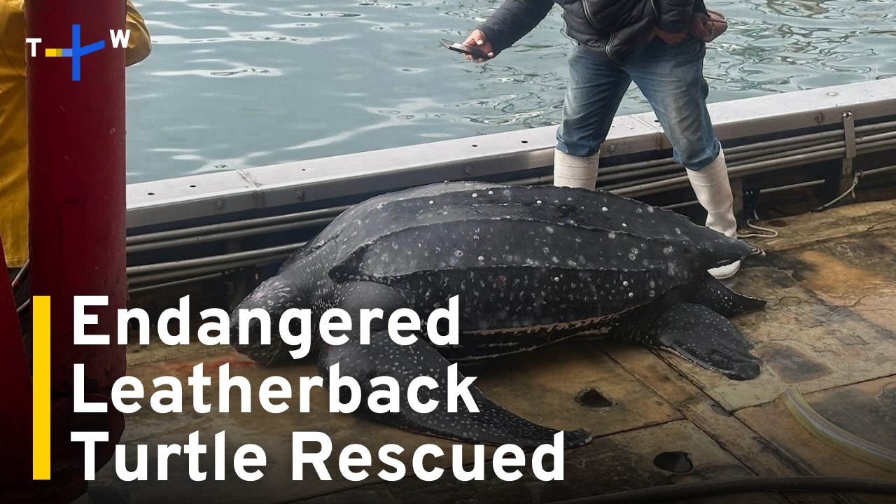 Endangered Leatherback Turtle Rescued From Fishing Net ｜TaiwanPlus News
