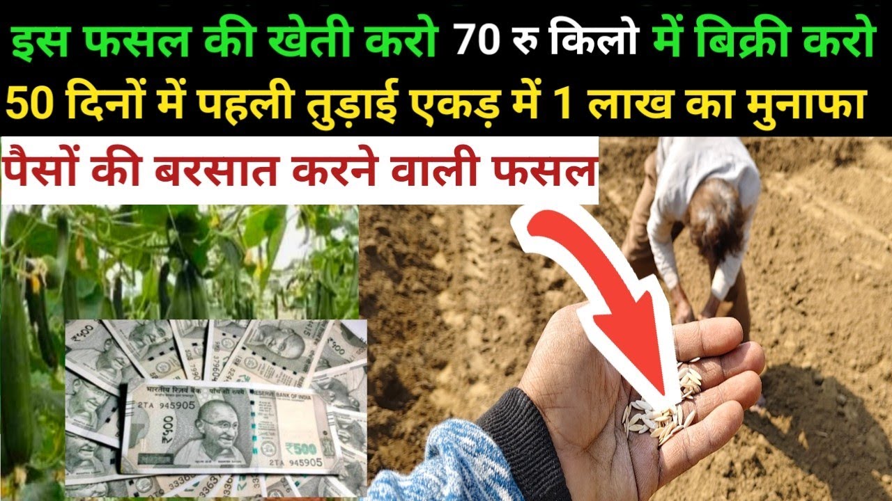 पैसों की बरसात करने वाली फसल//इस फसल की खेती करो ₹70 किलो बिक्री करो//khira ki kheti kaise karen