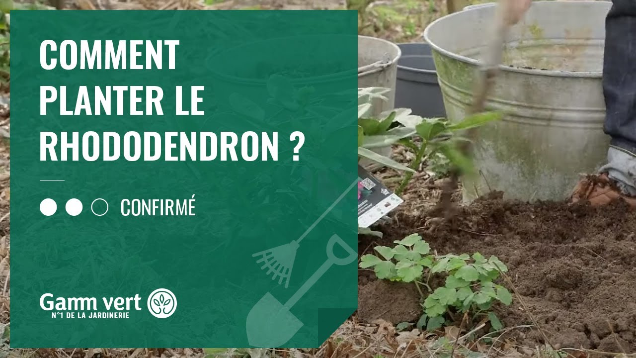 Tuto - Comment planter le rhododendron ?