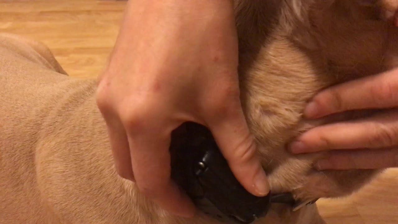 Mini Educator E-collar -how to fit properly - Funtastic K9 Training