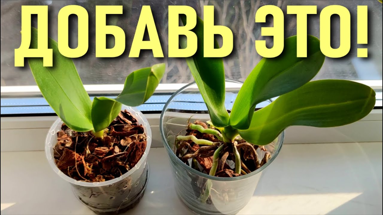 ДОБАВЬ ЭТО В ПОСАДКУ ОРХИДЕИ! ОДНА МАЛЕНЬКАЯ ДЕТАЛЬ  РАЗВЯЖЕТ ВАМ РУКИ И СДЕЛАЕТ ОРХИДЕИ СЧАСТЛИВЕЕ!