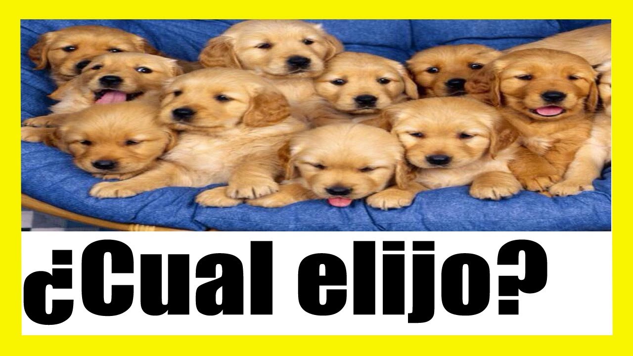 🧐👉COMO elegir un CACHORRO....