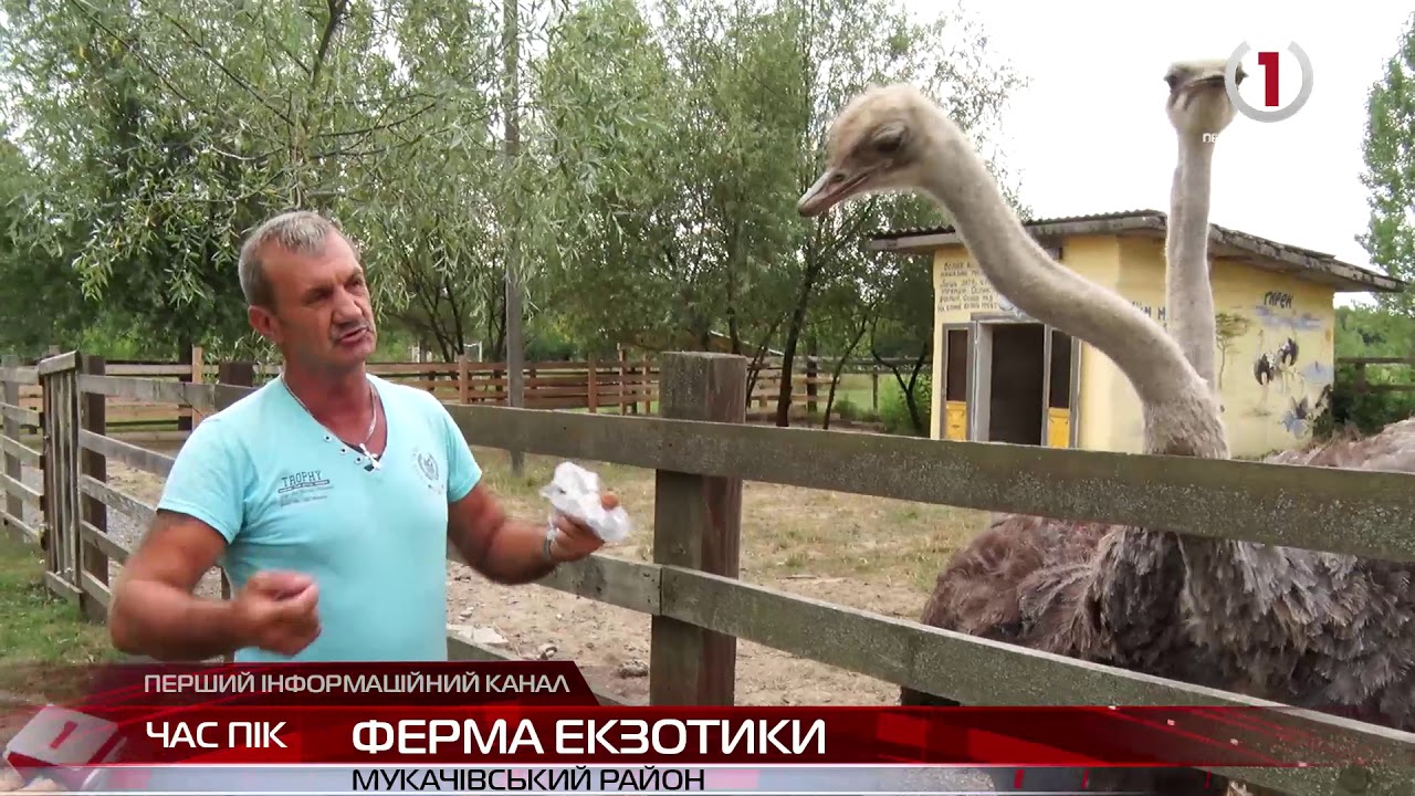 Екзотична ферма у Мукачеві приваблює все більше туристів