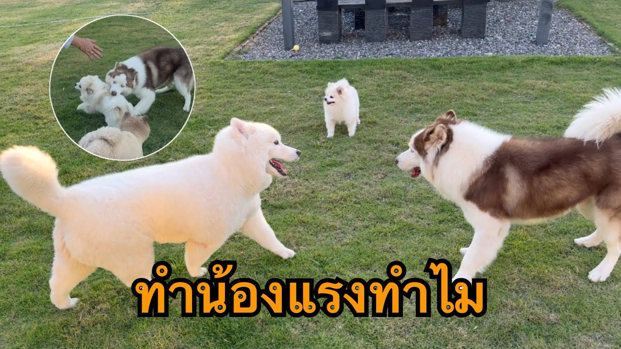 ข้าวสวยดุลูกชายคนโตเหตุเล่นน้องแรงเกินเหตุจนน้องร้องไห้