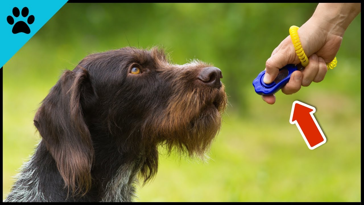 DAS macht einen WIRKLICH guten Hundehalter aus! ❤️