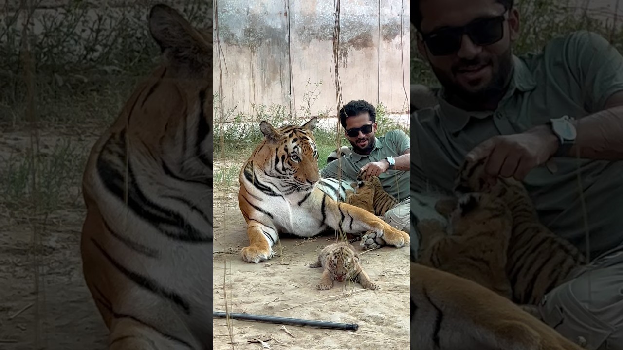 Episode 866: Morning time enjoy with tiger family 🥰🐯😍