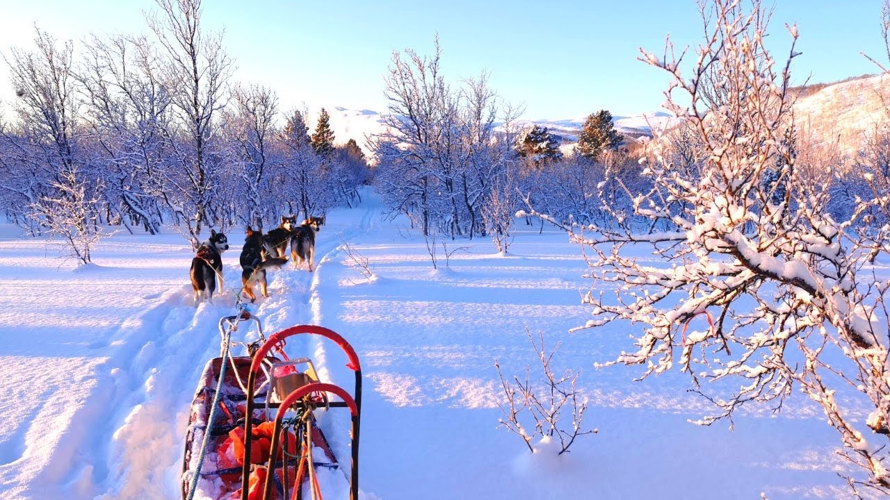 Skiing With Four Dogs and a Pulka