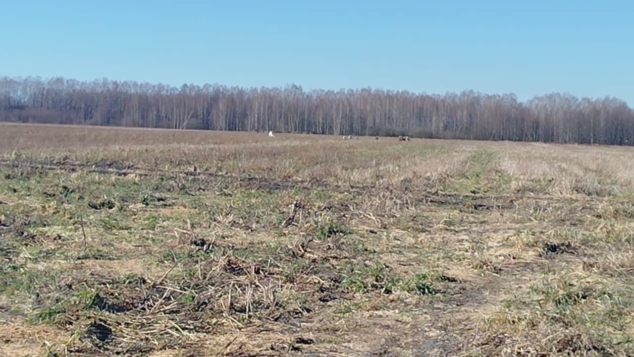 Наш бизнес в деревне закончился даже не начавшись
