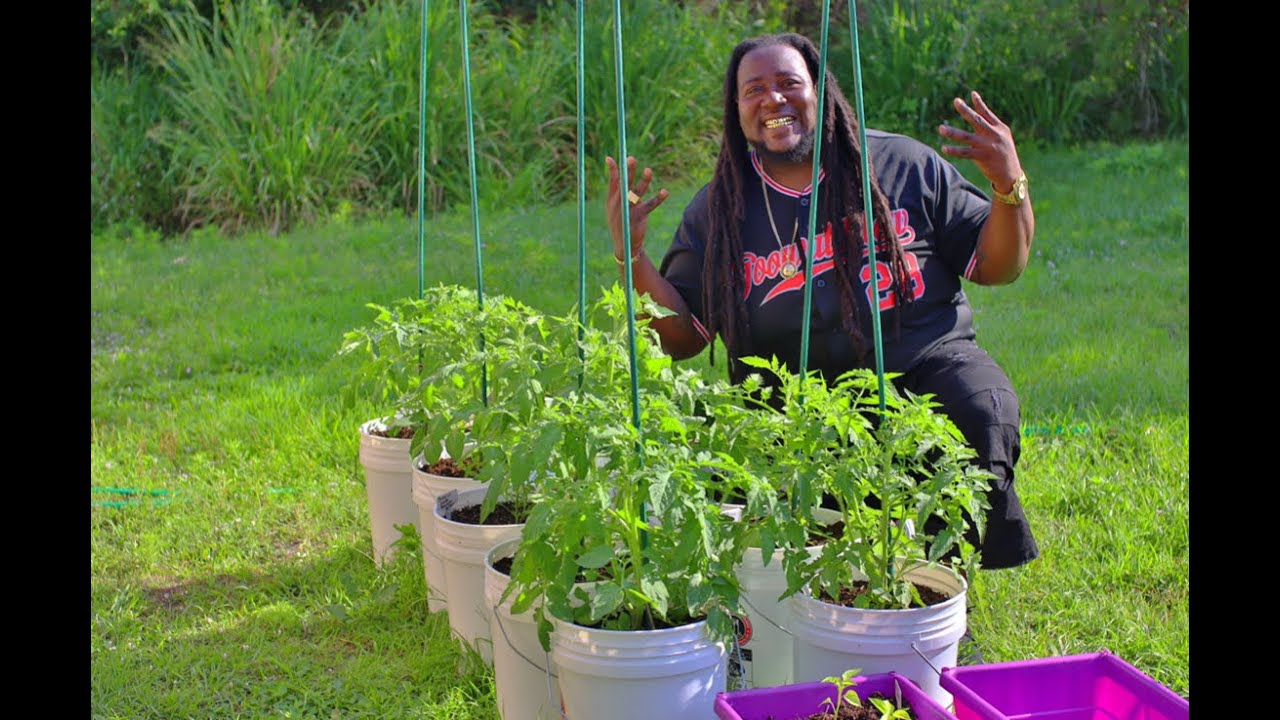 How to grow vegetables using 5 gallon buckets