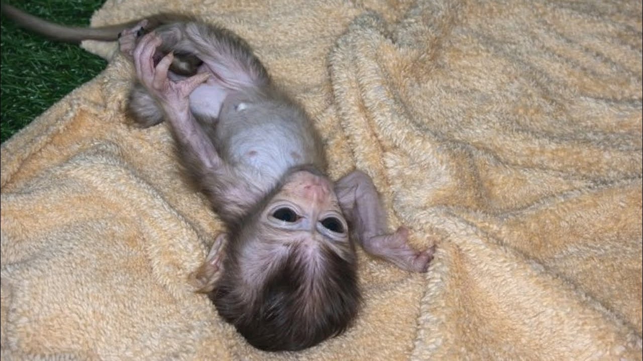 NEWBORN BABY MONKEY KIMMY TAKES A BATH AND CAN'T WAIT FOR WARM MILK