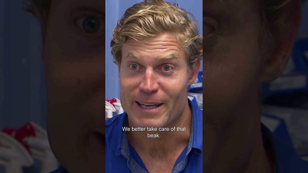 This Parrot's Unbelievably Overgrown Beak Needs a Trim! 🦜| Bondi Vet 