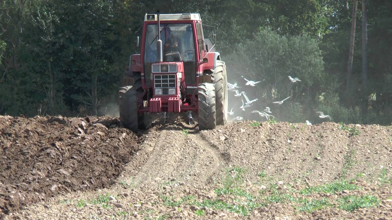 Autumn plowing 2016 with an IH 844 XL and a 3 furrow Kverneland reversible plow August 2016