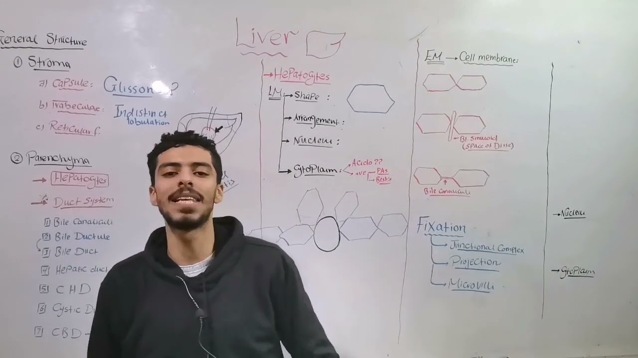 GIT (Liver 1)