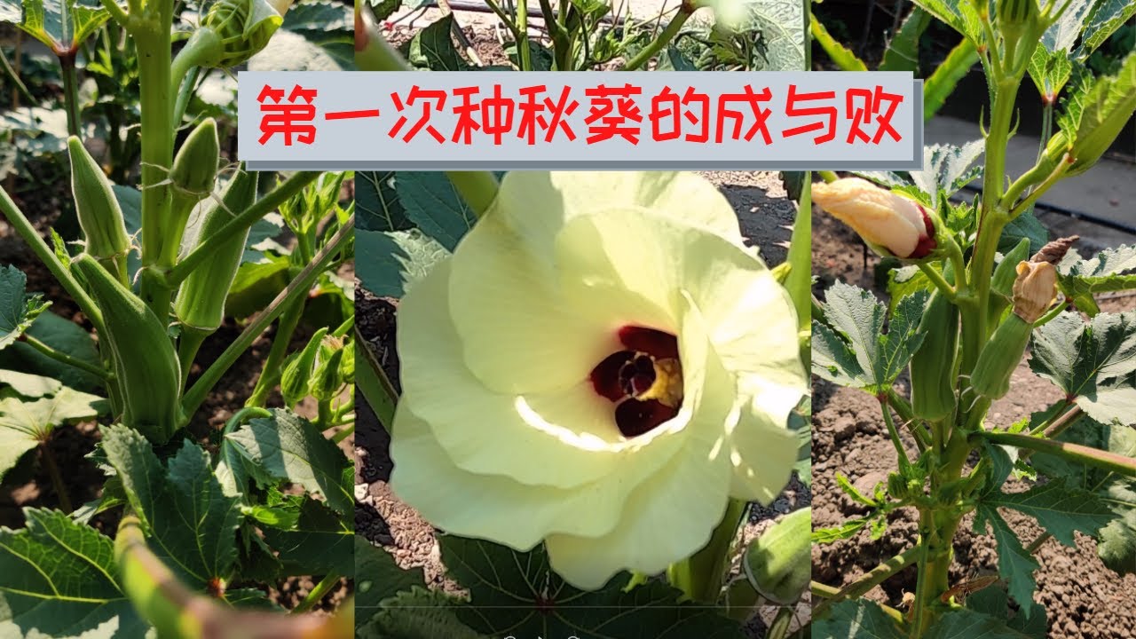 【秋葵种植】第一次种秋葵的成与败 II 种秋葵的经验和教训