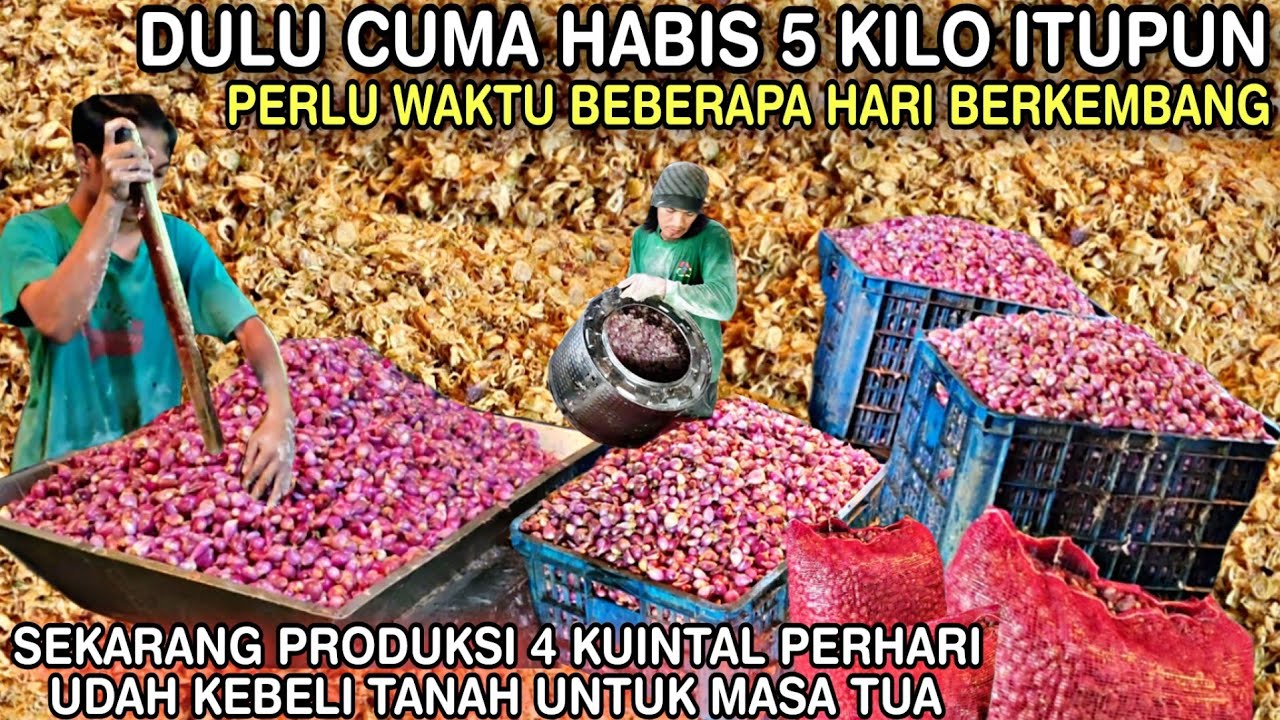 IDE USAHA YANG TIDAK ADA MATINYA || SUKSES PRODUKSI 4 Kuintal DALAM SEHARI KEBELI TANAH 15jt/Hari