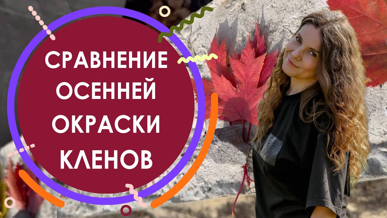 Сравнение осенней окраски кленов