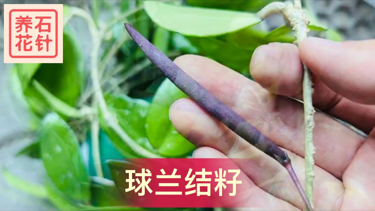 球兰喜得贵子 - 也分享促花的一个最重要的因素，和最简单的方法 - hoya seed pod（视频拍摄两周后，种子夹仍然没有成熟打开）
