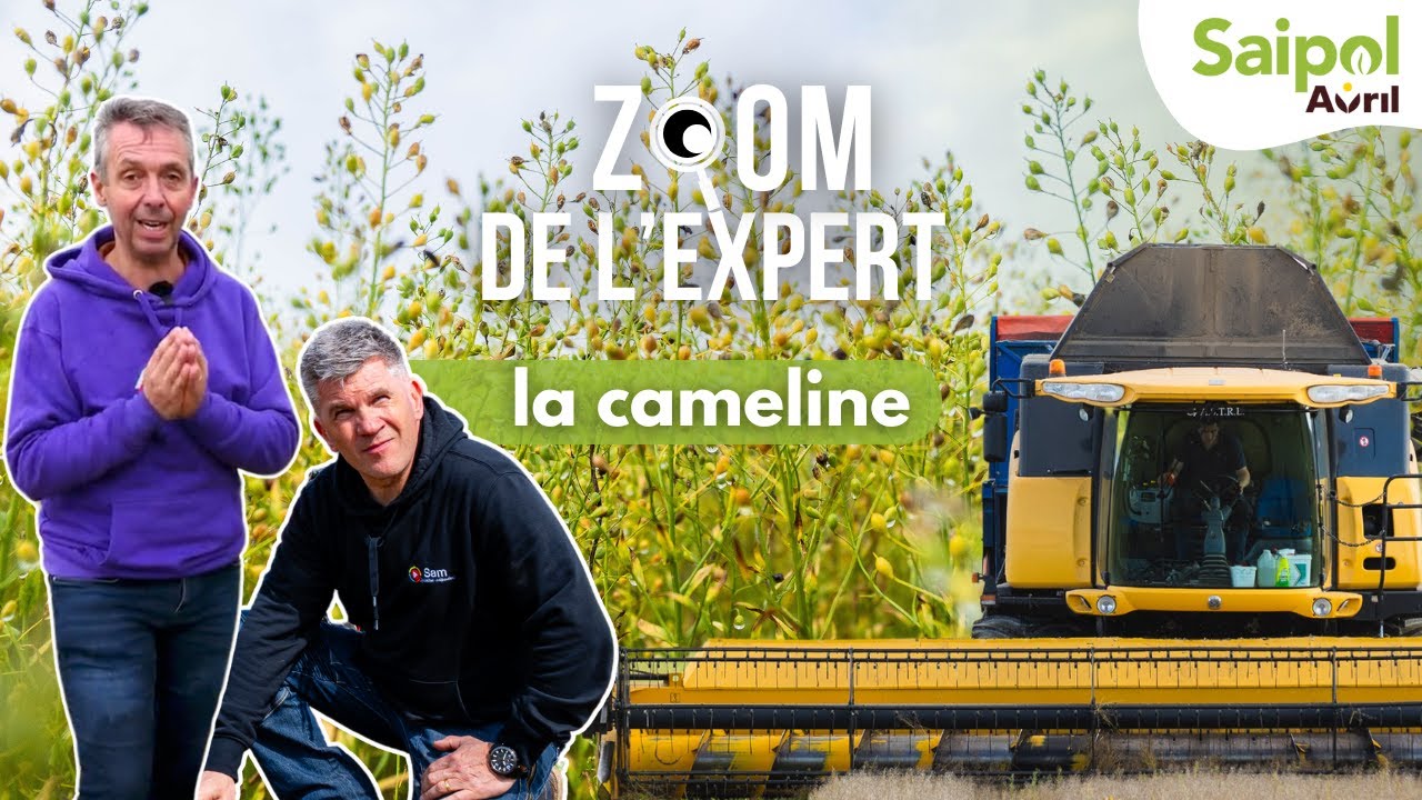 🌼 LA CAMELINE en interculture avec Thierry & Sam | 🔍 Zoom de l’Expert x Saipol