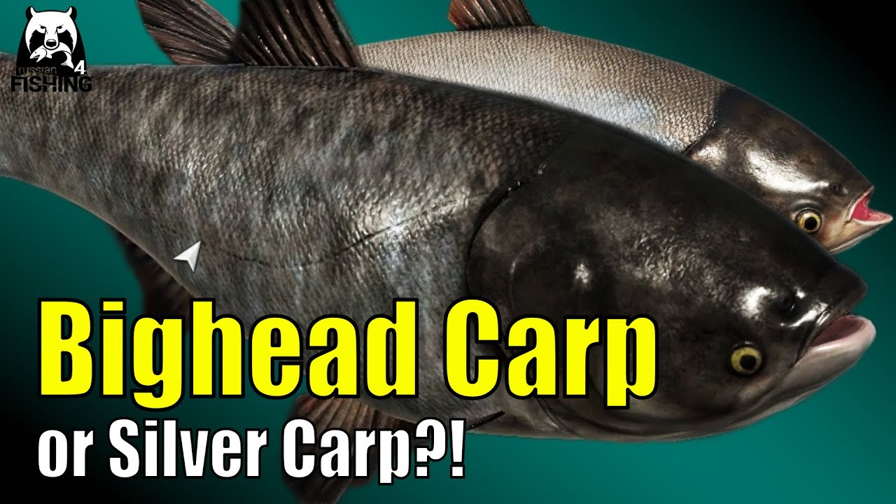 Russian Fishing 4 – Sura – Bighead Carp Spot or Silver Carp Spot? Hair Rig on the Sura #rf4