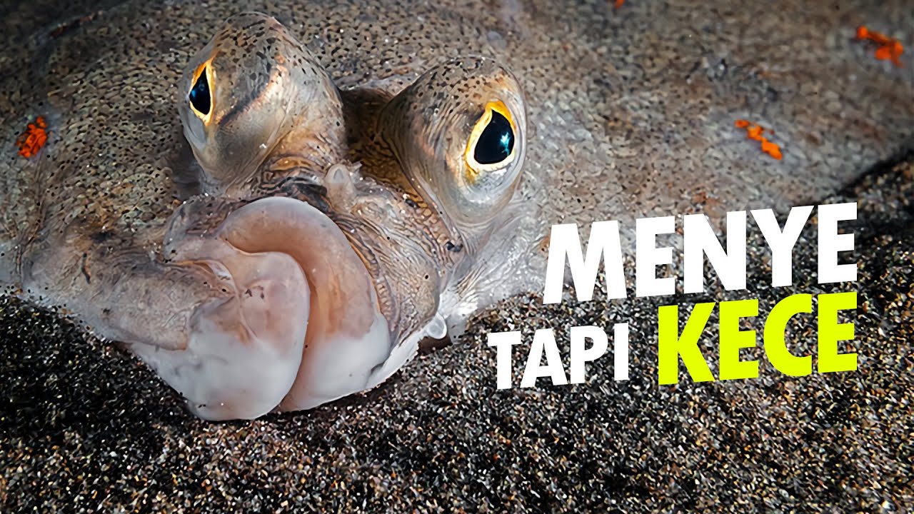 Setengah Tapi Komplit - Ikan Sebelah #AlamSemenit