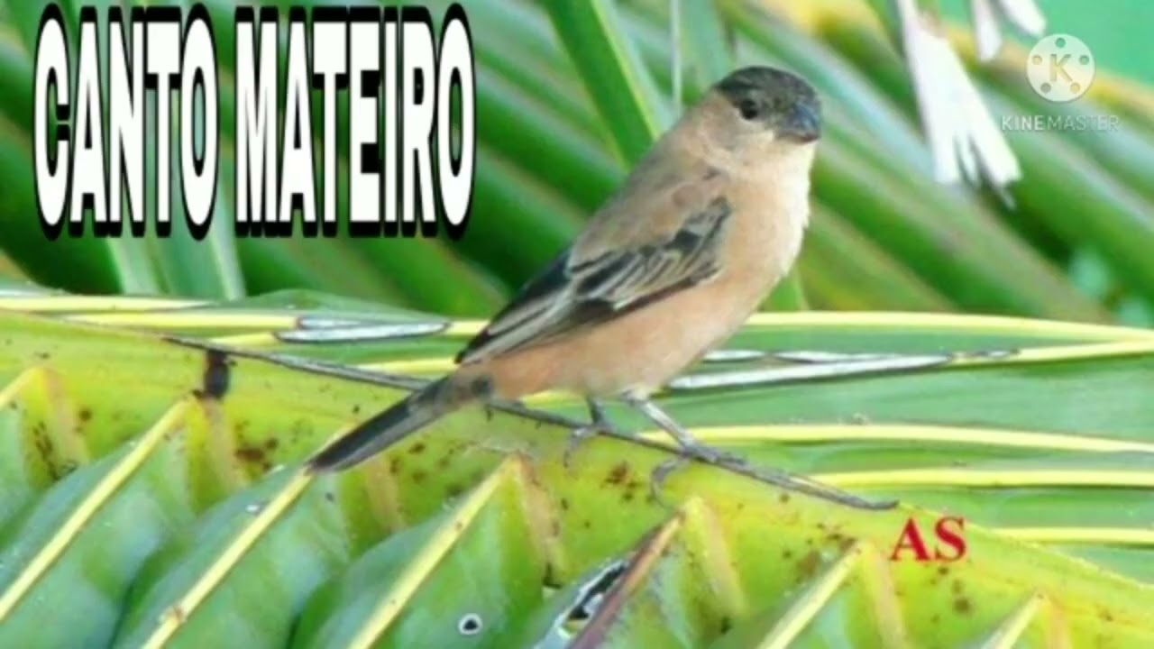 Caboclinho cantando e chamandobpara esquenta