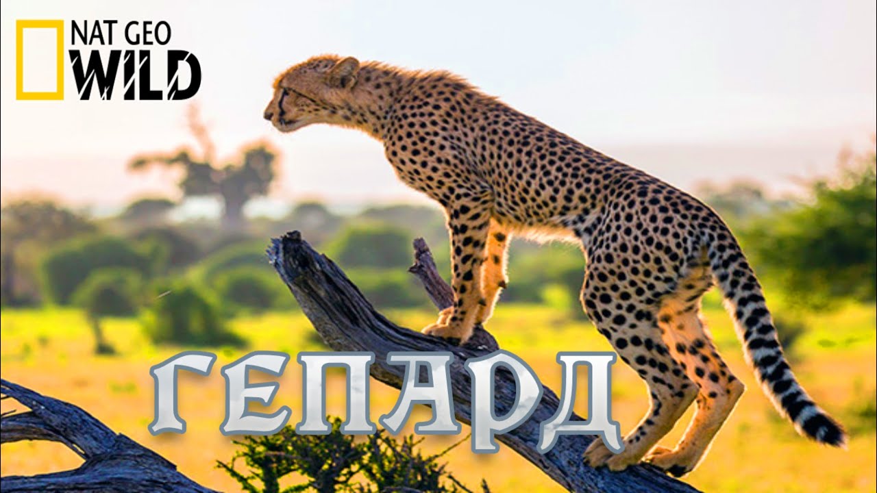 Гепард - Фатальный инстинкт. #Документальный фильм. National Geographic 12+