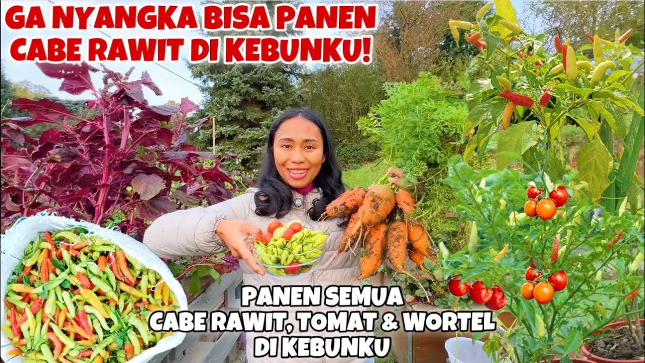 AKHIRNYA BISA PANEN CABE RAWIT DI KEBUNKU DI JERMAN