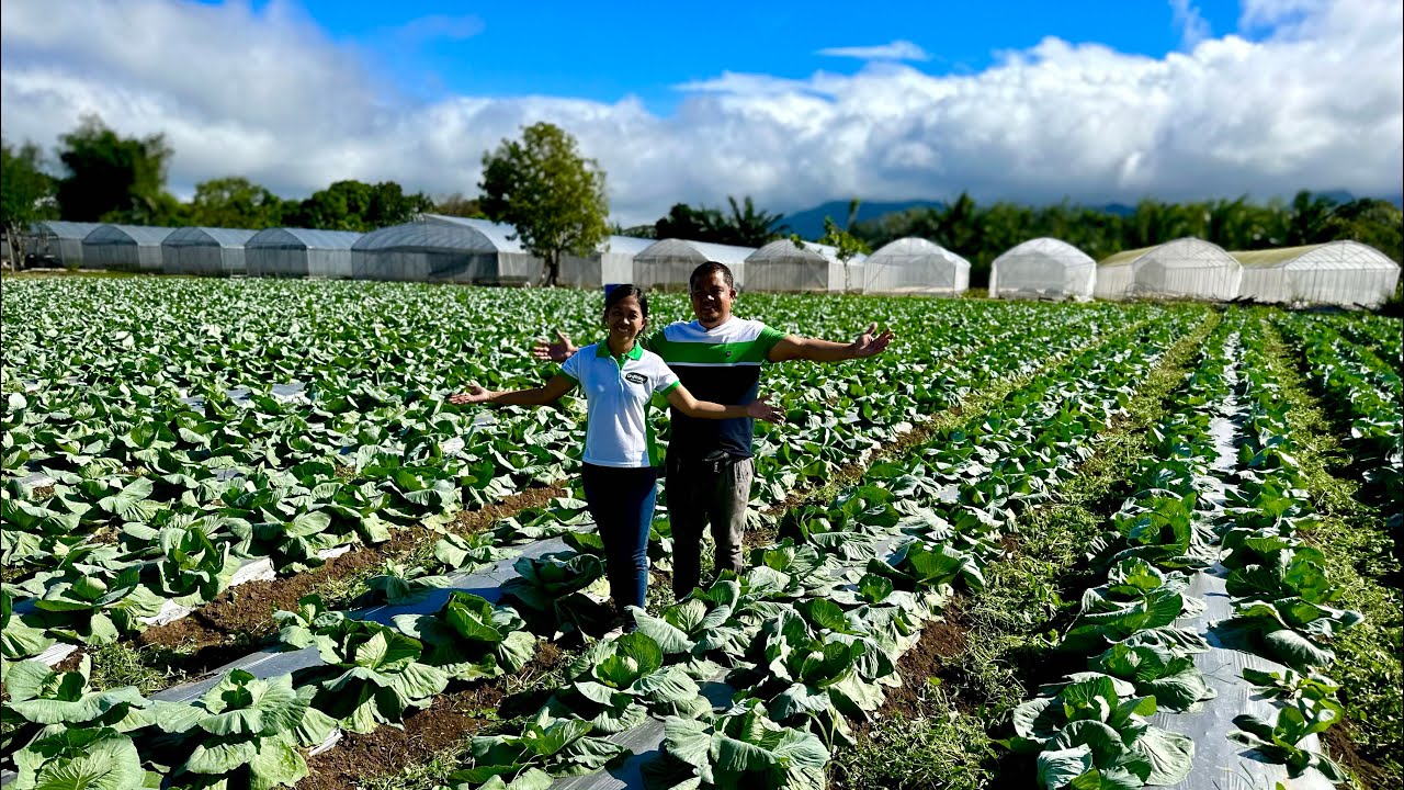 Parang Demo Farm sa Ganda ang kanyang Cabbage Farm + Planting Media, Sekreto ng Magandang Seedlings